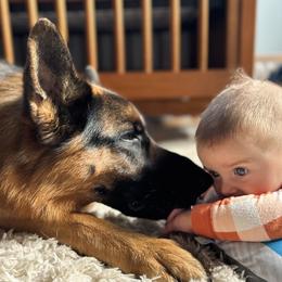 German Shepherd Puppies from AceHaven Canines