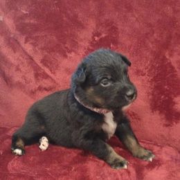 German Shepherd and Miniature Australian Shepherd Puppies from Central Florida Shepherds