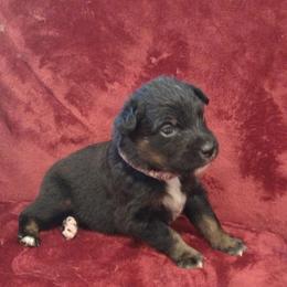 German Shepherd and Miniature Australian Shepherd Puppies from Central Florida Shepherds