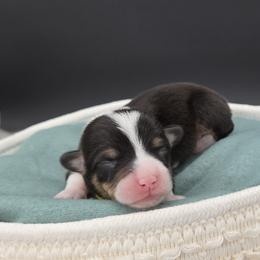 Snickerdoodle(1600) - Black and tan male Pembroke Welsh Corgi puppy in Dickeyville, Wisconsin from J&R Shepherds & Corgis