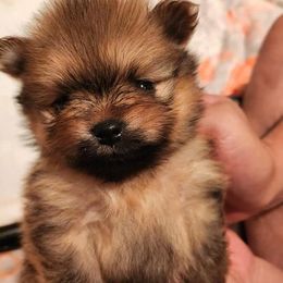 Pomeranian Puppies from Pomsgarden