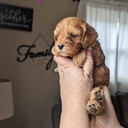 Cockapoo Puppies from L&L Cockapoos