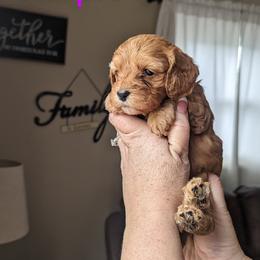 Cockapoo Puppies from L&L Cockapoos