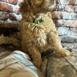 Dark green - Apricot male Goldendoodle puppy in Corona, California from SoCalFamilyFrenchies, Doodles and more