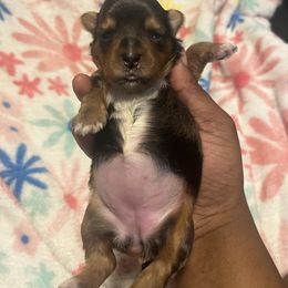 Galaxy(2200) - Merle female Yorkipoo puppy in Gastonia, North Carolina from Precious pups dynasty kennel