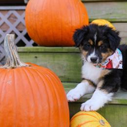 River - Black tri-color female Australian Shepherd puppy in Statesville, North Carolina from Charming Australian Shepherds