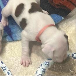 Girl 2 - light pink heart over left eye - White female Boxer puppy in Nashville, Tennessee from Best Friends