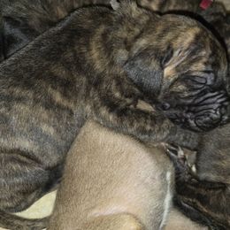 Grey collar brindle male - Brindle male Great Dane puppy in Houston, Texas from Draggin Dobermans & Great Danes
