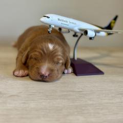 Nova Scotia Duck Tolling Retriever Puppies from Terracotta Tollers