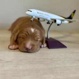 Nova Scotia Duck Tolling Retriever Puppies from Terracotta Tollers