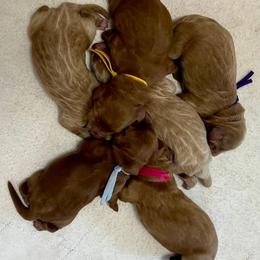 Blue Female - Apricot female Goldendoodle puppy in Great Falls, Montana from Montana Goldendoodles