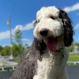 Sheepadoodles from Red River Doodles