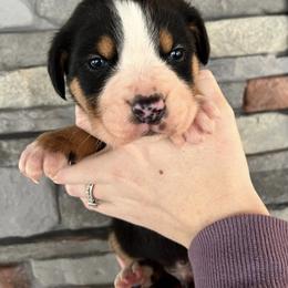 Cooper - Black, white and red male Greater Swiss Mountain Dog puppy in Gassaway, West Virginia from Rolling Hills Ranch and Kennels LLC
