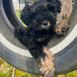 Sammy - Black and silver male Miniature Schnauzer puppy in Jefferson, Oregon from Whiskey Meadows Miniature Schnauzers