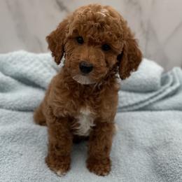 Jack - Red  male Goldendoodle puppy in Kansas City, Kansas from Bella & Ivy’s Mini Goldendoodles of KC