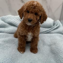 Jack - Red  male Goldendoodle puppy in Kansas City, Kansas from Bella & Ivy’s Mini Goldendoodles of KC