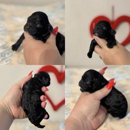 Minnie - Black female Cockapoo puppy in Lafayette, Louisiana from Kinkade Kennels