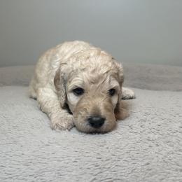 Blossom (Pink Collar) - Cream female Poodle puppy in Monroeville, Pennsylvania from K & A Standard Poodles