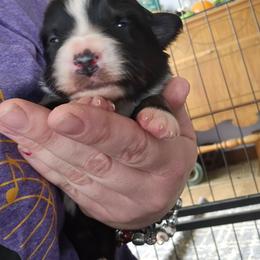 Whiskey - Black tri male Miniature American Shepherd puppy in New Providence, Pennsylvania from Tons of Kisses