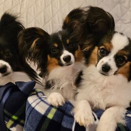 Papillons from Finale Farm Papillons