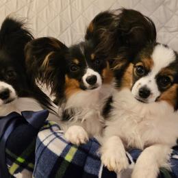 Papillons from Finale Farm Papillons