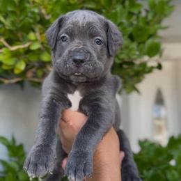 Male 4 - Gray male Cane Corso puppy in California from Donato Kennels
