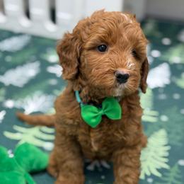 Freddy - green collar - Red  male Goldendoodle puppy in Yuciapa, California from AlltheDoodlez_