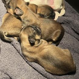 Baby girl 1 - Gold female Shih Tzu puppy in Cordova, Maryland from Harlequins Shih Tzu