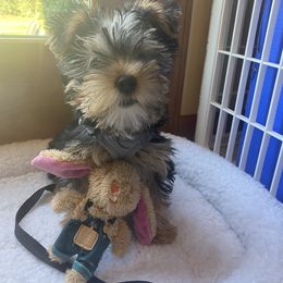 Assorted Doodle Crosses, Double Doodle, Maltipoo, Morkie, and Yorkipoo Puppies from Danza Bolo