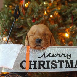Golden Retriever Puppies from Sunshine Goldens
