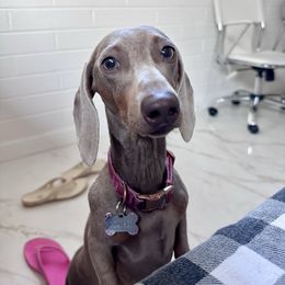 Dachshund Puppies from Harrison Farm