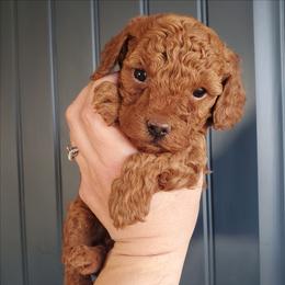 Rocket Deep Dark Red Mini Poodle - Red  male Poodle puppy in Falcon, Missouri from Cedar House Heritage Poodles | AKC Toy & Miniature Poodle Puppies Raised in Home