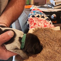 Deutsch-Drahthaar Puppies from vom Cornerstone