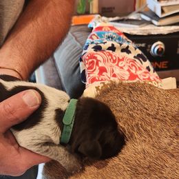 Deutsch-Drahthaar Puppies from vom Cornerstone