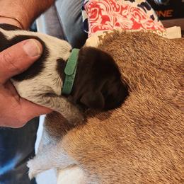 Deutsch-Drahthaar Puppies from vom Cornerstone