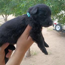Boy 3 - Black male German Shepherd puppy in Cochise, Arizona from Freiheit Von Himmel  Shepherds