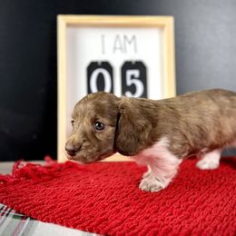 Dachshund Puppies from Queen of Weens Dachshunds