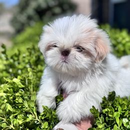 Boy 1 - male Shih Tzu puppy in Bentonville, Arkansas from T & D Dachshunds by design