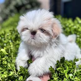 Boy 1 - male Shih Tzu puppy in Bentonville, Arkansas from T & D Dachshunds by design