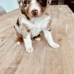 Girl 3 - Red merle Australian Shepherd puppy in Liberty, Tennessee from Stone Hollow Aussies