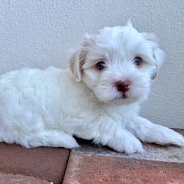 Olaf - White male Havanese puppy in Orlando, Florida from Pixie Dust Havanese