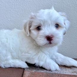 Olaf - White male Havanese puppy in Orlando, Florida from Pixie Dust Havanese