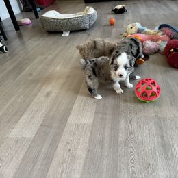 Miniature Australian Shepherd and Toy Australian Shepherd Puppies from Cherry Grove Kennel