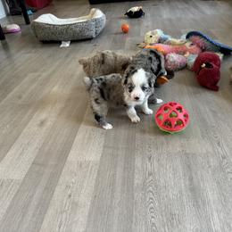 Miniature Australian Shepherd and Toy Australian Shepherd Puppies from Cherry Grove Kennel
