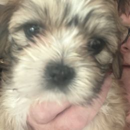 Akc Girl 1 Precious - Red gold female Lhasa Apso puppy in Chico, California from Lhasa Apsos of northern Ca . Biewer terriers of northern California
