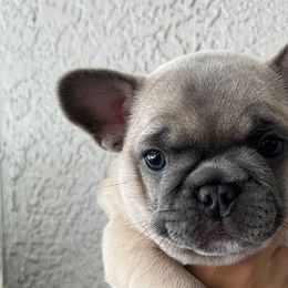 Latte - Blue fawn French Bulldog puppy in Tampa, Florida from Triple F Frenchies