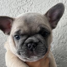 Latte - Blue fawn French Bulldog puppy in Tampa, Florida from Triple F Frenchies