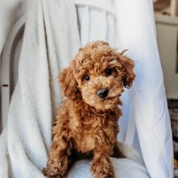Boy 2 - Red  male Poodle puppy in Las Vegas, Nevada from Vegas Toy Poodles