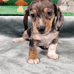 Polly - Dapple female Dachshund puppy in Anaconda, Montana from Williams Family Dachshunds