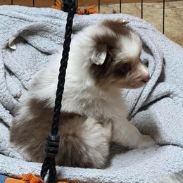 Huntington - Red merle male Australian Shepherd puppy in Massachusetts from Knauer Australian Shepherds